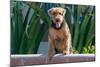 Airedale Coming over a Wall-Zandria Muench Beraldo-Mounted Photographic Print