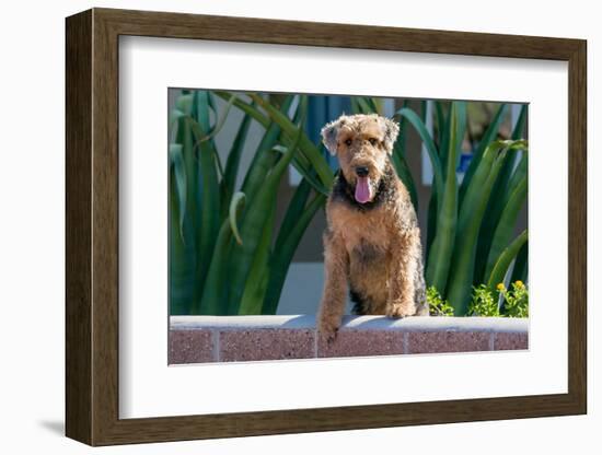Airedale Coming over a Wall-Zandria Muench Beraldo-Framed Photographic Print