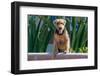 Airedale Coming over a Wall-Zandria Muench Beraldo-Framed Photographic Print