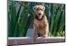 Airedale Coming over a Wall-Zandria Muench Beraldo-Mounted Photographic Print