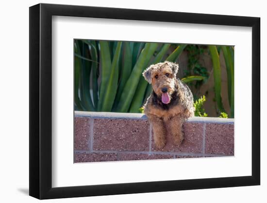 Airedale Coming over a Wall-Zandria Muench Beraldo-Framed Photographic Print