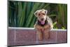 Airedale Coming over a Wall-Zandria Muench Beraldo-Mounted Photographic Print