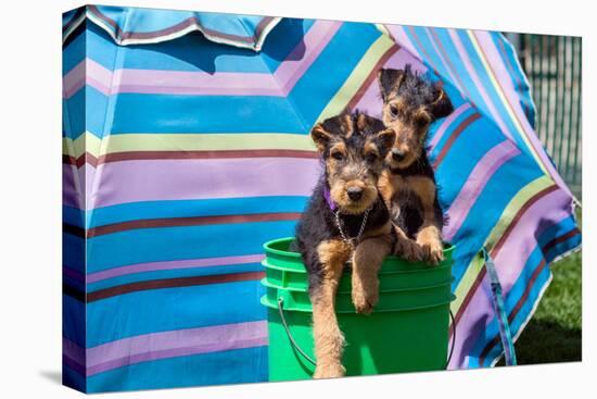 Airedale Puppies in a Green Bucket-Zandria Muench Beraldo-Stretched Canvas