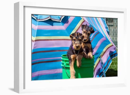 Airedale Puppies in a Green Bucket-Zandria Muench Beraldo-Framed Photographic Print