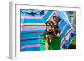 Airedale Puppies in a Green Bucket-Zandria Muench Beraldo-Framed Photographic Print