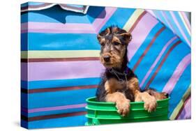 Airedale Puppies in a Green Bucket-Zandria Muench Beraldo-Stretched Canvas