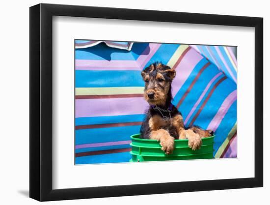 Airedale Puppies in a Green Bucket-Zandria Muench Beraldo-Framed Photographic Print