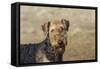Airedale Terrier 01-Bob Langrish-Framed Stretched Canvas