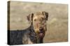 Airedale Terrier 01-Bob Langrish-Stretched Canvas