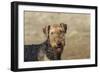 Airedale Terrier 01-Bob Langrish-Framed Photographic Print