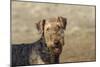 Airedale Terrier 01-Bob Langrish-Mounted Photographic Print