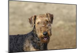Airedale Terrier 01-Bob Langrish-Mounted Photographic Print