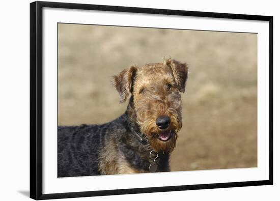 Airedale Terrier 01-Bob Langrish-Framed Photographic Print