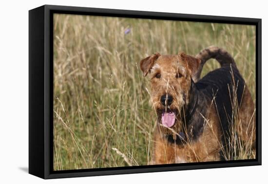 Airedale Terrier 04-Bob Langrish-Framed Stretched Canvas