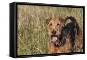 Airedale Terrier 04-Bob Langrish-Framed Stretched Canvas