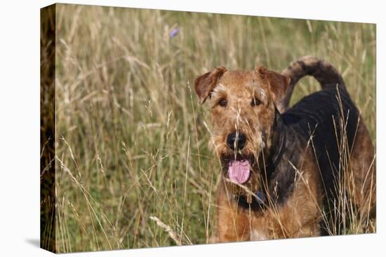 Airedale Terrier 04-Bob Langrish-Stretched Canvas