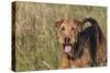 Airedale Terrier 04-Bob Langrish-Stretched Canvas