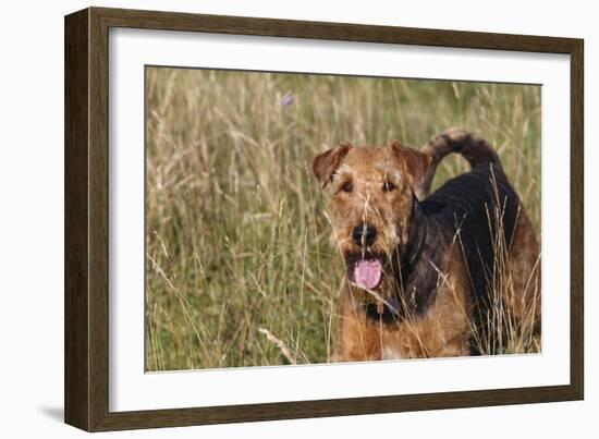 Airedale Terrier 04-Bob Langrish-Framed Photographic Print