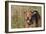 Airedale Terrier 04-Bob Langrish-Framed Photographic Print