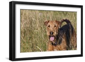 Airedale Terrier 04-Bob Langrish-Framed Photographic Print