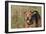 Airedale Terrier 04-Bob Langrish-Framed Photographic Print