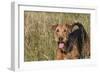 Airedale Terrier 04-Bob Langrish-Framed Photographic Print