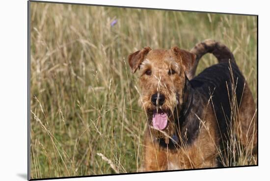 Airedale Terrier 04-Bob Langrish-Mounted Photographic Print
