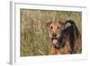 Airedale Terrier 04-Bob Langrish-Framed Photographic Print