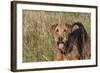 Airedale Terrier 04-Bob Langrish-Framed Photographic Print