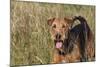 Airedale Terrier 04-Bob Langrish-Mounted Photographic Print