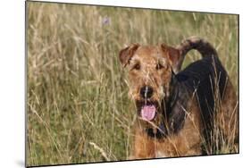 Airedale Terrier 04-Bob Langrish-Mounted Photographic Print