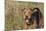 Airedale Terrier 04-Bob Langrish-Mounted Photographic Print