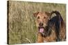 Airedale Terrier 04-Bob Langrish-Stretched Canvas