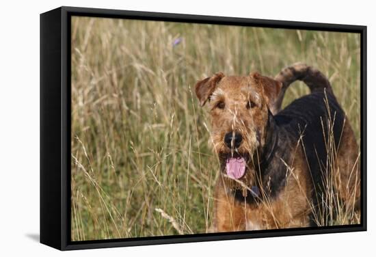 Airedale Terrier 04-Bob Langrish-Framed Stretched Canvas