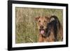 Airedale Terrier 04-Bob Langrish-Framed Photographic Print