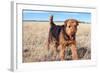 Airedale Terrier in a Field of Dried Grasses-Zandria Muench Beraldo-Framed Photographic Print