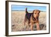 Airedale Terrier in a Field of Dried Grasses-Zandria Muench Beraldo-Framed Photographic Print