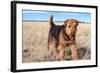 Airedale Terrier in a Field of Dried Grasses-Zandria Muench Beraldo-Framed Photographic Print