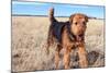 Airedale Terrier in a Field of Dried Grasses-Zandria Muench Beraldo-Mounted Photographic Print