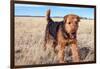 Airedale Terrier in a Field of Dried Grasses-Zandria Muench Beraldo-Framed Photographic Print