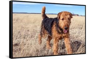 Airedale Terrier in a Field of Dried Grasses-Zandria Muench Beraldo-Framed Stretched Canvas