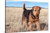 Airedale Terrier in a Field of Dried Grasses-Zandria Muench Beraldo-Stretched Canvas