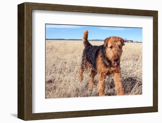 Airedale Terrier in a Field of Dried Grasses-Zandria Muench Beraldo-Framed Photographic Print