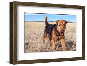 Airedale Terrier in a Field of Dried Grasses-Zandria Muench Beraldo-Framed Photographic Print