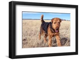 Airedale Terrier in a Field of Dried Grasses-Zandria Muench Beraldo-Framed Photographic Print