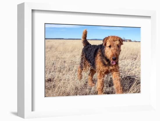 Airedale Terrier in a Field of Dried Grasses-Zandria Muench Beraldo-Framed Photographic Print