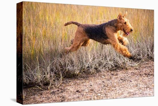 Airedale terrier running through coastal grass in autumn-Lynn M. Stone-Stretched Canvas