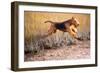 Airedale terrier running through coastal grass in autumn-Lynn M. Stone-Framed Photographic Print
