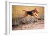 Airedale terrier running through coastal grass in autumn-Lynn M. Stone-Framed Photographic Print