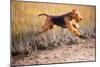Airedale terrier running through coastal grass in autumn-Lynn M. Stone-Mounted Photographic Print